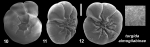 Ammonia turgida almogilabinae Hayward and Holzmann, 2021 Holotype