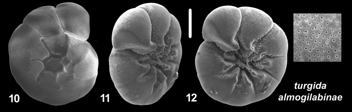 Ammonia turgida almogilabinae Hayward and Holzmann, 2021 Holotype Ammonia turgida almogilabinae Hayward and Holzmann, 2021 Holotype