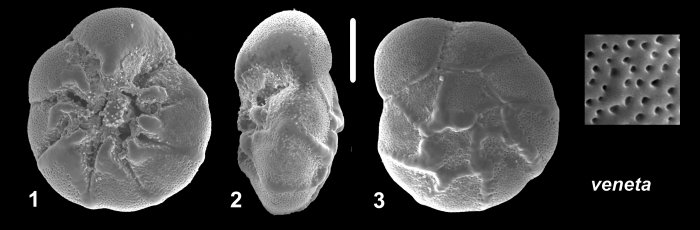 Ammonia veneta (Schultze 1854), 2021, Neotype Ammonia veneta (Schultze 1854), 2021, Neotype