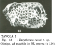 Ostracoda (seed shrimp)