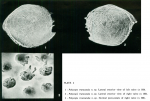 Polycope truncatula Bonaduce, Ciampo & Masoli, 1976 from the original description