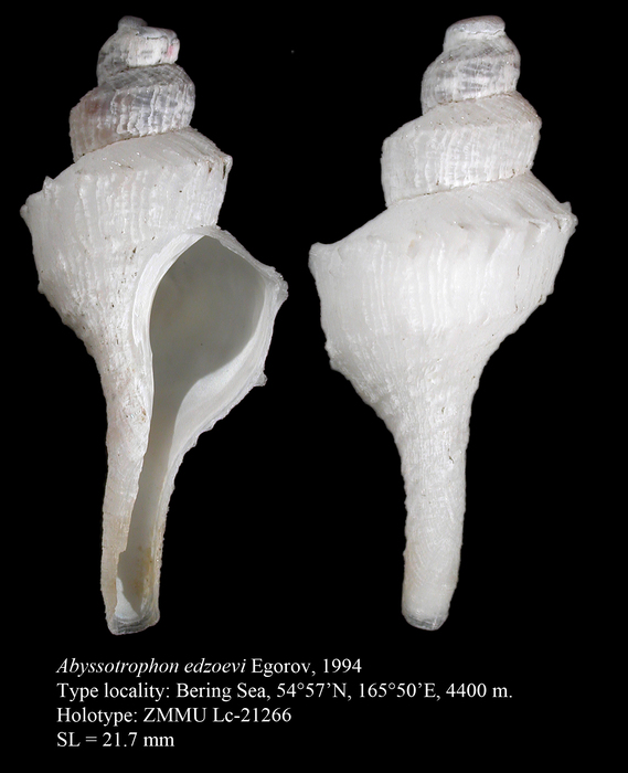 Abyssotrophon edzoevi Egorov, 1994. Holotype