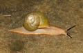 Gastropoda