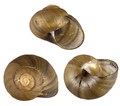 Gastropoda
