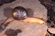 Natalina cafra natalensis Herbert & Moussalli, 2010, author: Herbert, David