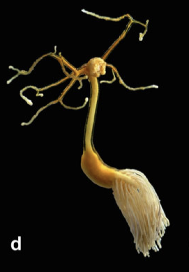 Lernaeolophus sultanus Lernaeolophus sultanus