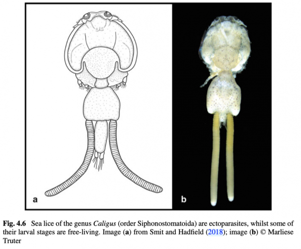 Caligus sp. Caligus sp.