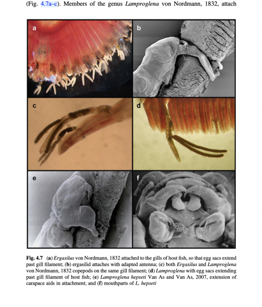 Lamproglena Lamproglena