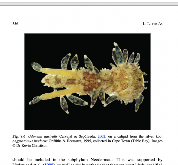 caligus sp. caligus sp.