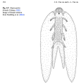 Branchiura