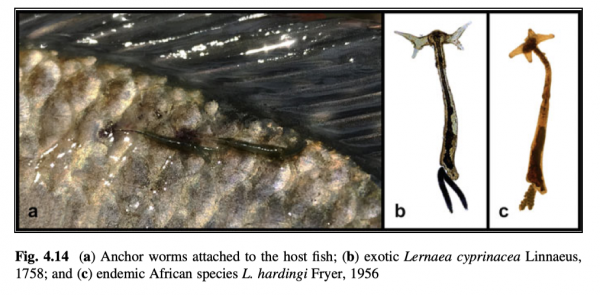 Lernaea cyprinacea Lernaea cyprinacea