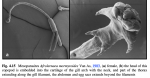 Afrolernaea mormyroides 