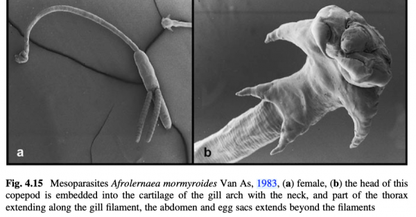 Afrolernaea mormyroides Afrolernaea mormyroides