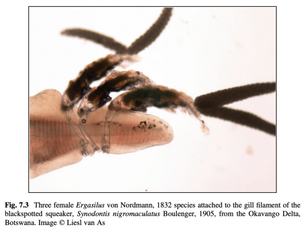 Ergasilus sp. Ergasilus sp.