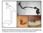 Opistholernaea laterobrachialis 