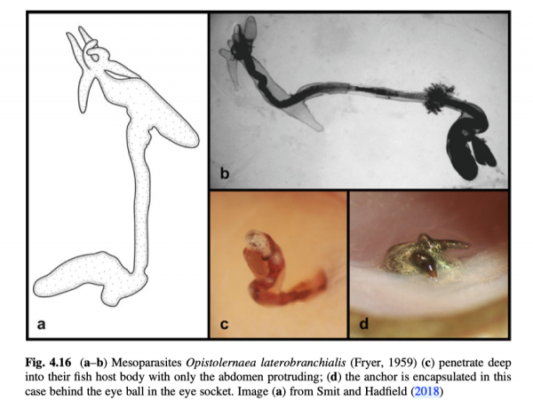Opistholernaea laterobrachialis Opistholernaea laterobrachialis