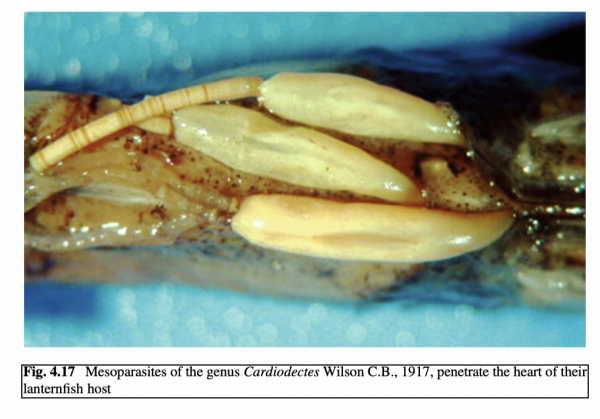Cardiodectes sp. Cardiodectes sp.