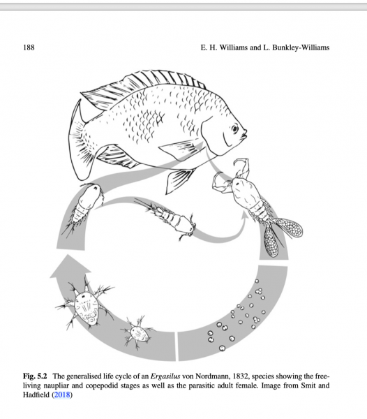 Ergasilus life cycle Ergasilus life cycle