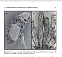 Doropygus sp., author: Walter, T. Chad