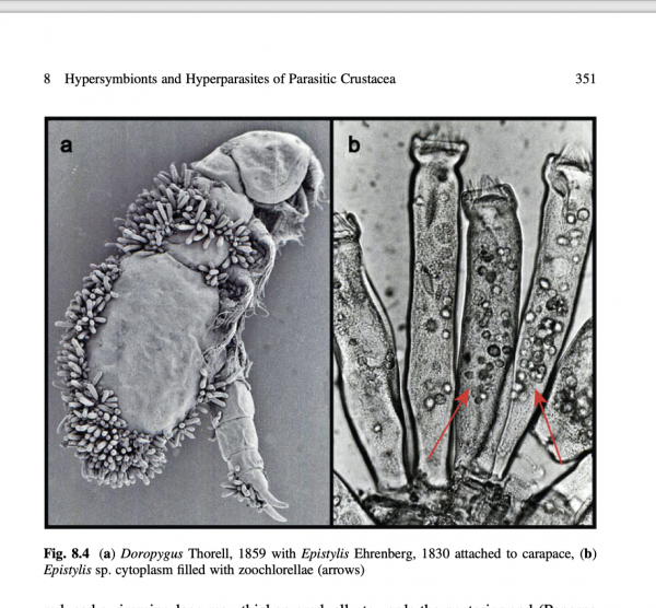 Doropygus sp. Doropygus sp.