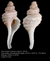 Abyssotrophon ruthenicus Egorov, 1993. Holotype, author: Kantor, Yuri