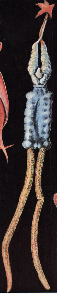 Pseudotracheliastes stellatusKurochkin, Y.V., V.V. Avdeev, N.V. Avdeeva, A.A. Bagrov, V.N. Kazachenko, et. (1979). Systematic Handbook for Examination of Parasites of Marine Fishes. Metodicheskoe Posobie po Parazitologicheskomu Inspektirovaniyu Morskikh R Pseudotracheliastes stellatusKurochkin, Y.V., V.V. Avdeev, N.V. Avdeeva, A.A. Bagrov, V.N. Kazachenko, et. (1979). Systematic Handbook for Examination of Parasites of Marine Fishes. Metodicheskoe Posobie po Parazitologicheskomu Inspektirovaniyu Morskikh R