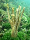 Cervicornia cuspidifera at Bocas del Toro (Panama, Caribbean)