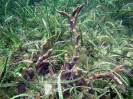 Neopetrosia subtriangularis at Bocas del Toro (Panama, Caribbean)