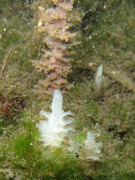 Oceanapia peltata at Bocas del Toro (Panama, Caribbean)