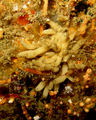 Heteropia glomerosa Specimen in vivo