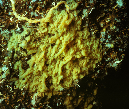 Oscarella microlobata Oscarella microlobata