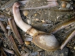 Mollusca