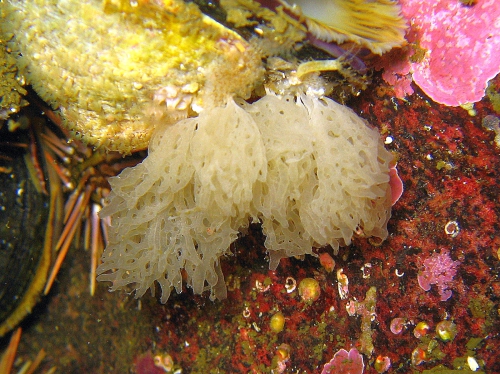 Clathrina ramosa holotype at the Chilean fjords Clathrina ramosa holotype at the Chilean fjords