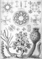 Hexactinellida Haeckel