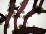 Gelidiocolax margaritoides, author: Ignacio Bbara