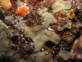 Plakina nathaliae