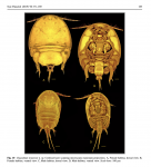 Clausidium  iranensis