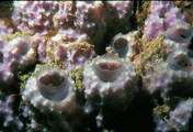 Dysidea lehnerti in situ in Curao reef, author: van Soest, Rob W.M.