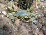 Callinectes sapidus