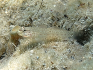 Gobius bucchichi