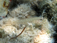 Gobius bucchichi