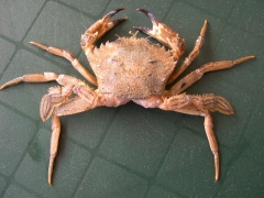 Schaaldieren