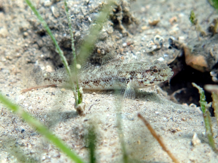 Gobius couchi