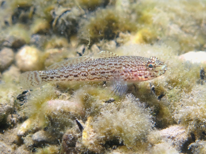 Gobius fallax