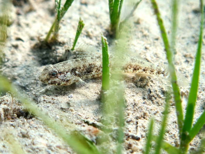 Gobius couchi