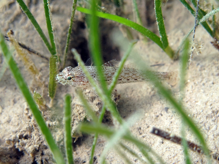 Gobius fallax