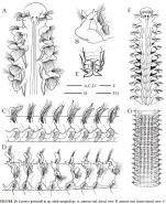 Laonice grimaldi Sikorsky et al, text figures