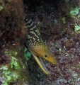 Enchelycore anatina, author: Katsanevakis, Stelios