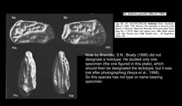 Cythere pumila Brady, 1866 from Ikeya et al., 1998, author: Brand, Simone Nunes