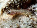 Millerigobius macrocephalus